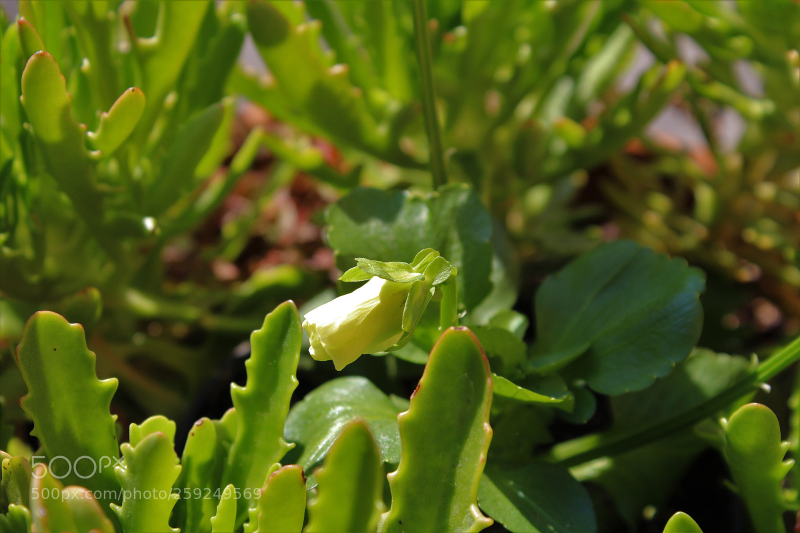 Canon EOS 100D (EOS Rebel SL1 / EOS Kiss X7) sample photo. Img photography