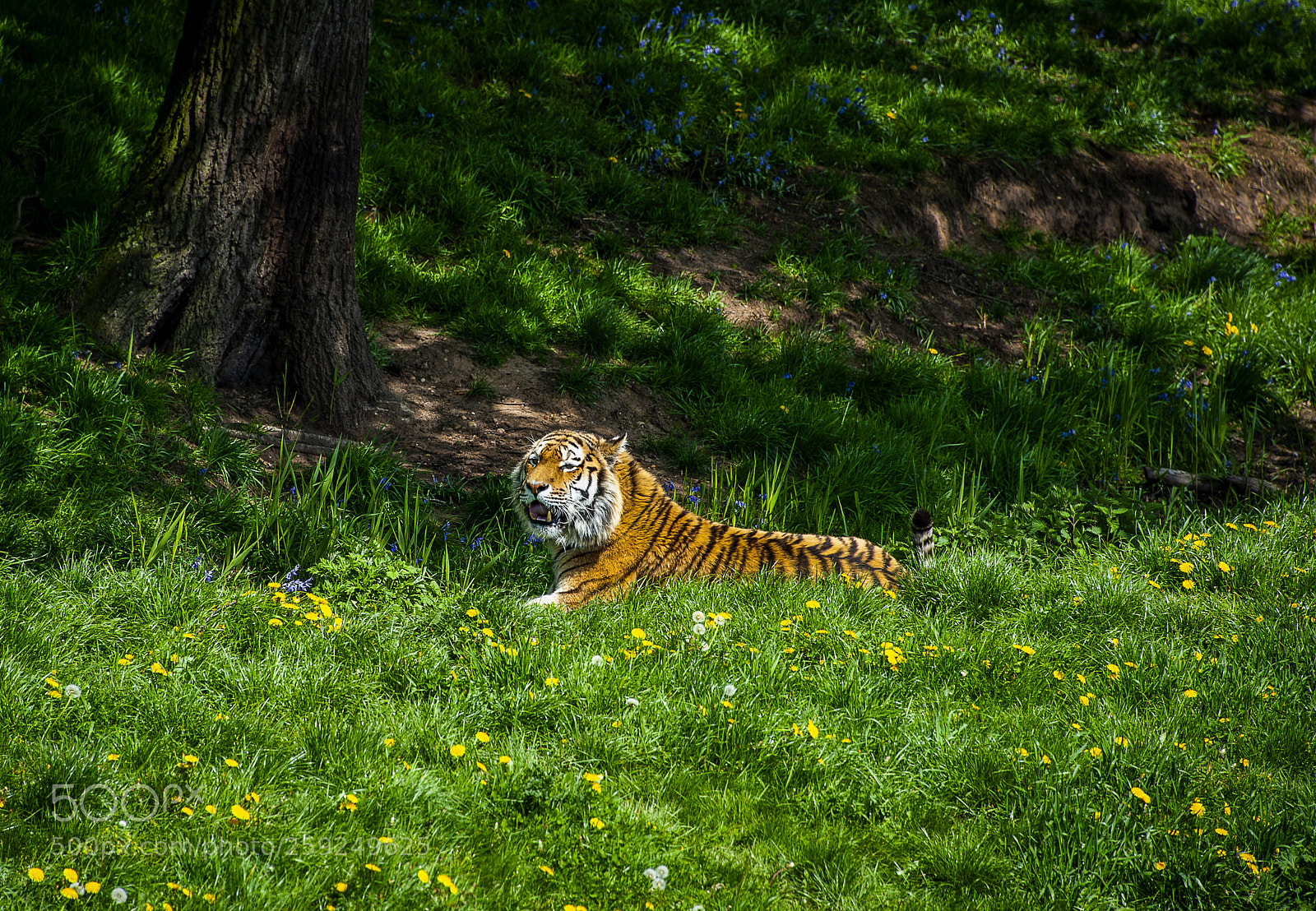 Nikon D700 sample photo. Tiger photography