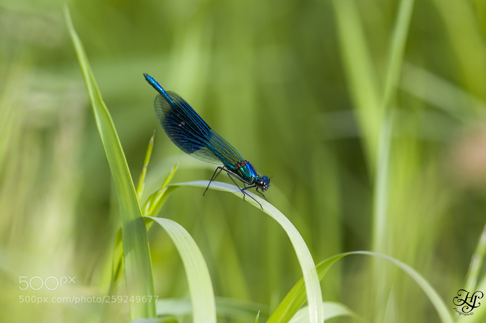 Canon EOS 5D Mark II sample photo. Weidebeekjuffer ( calopteryx splendens ) photography