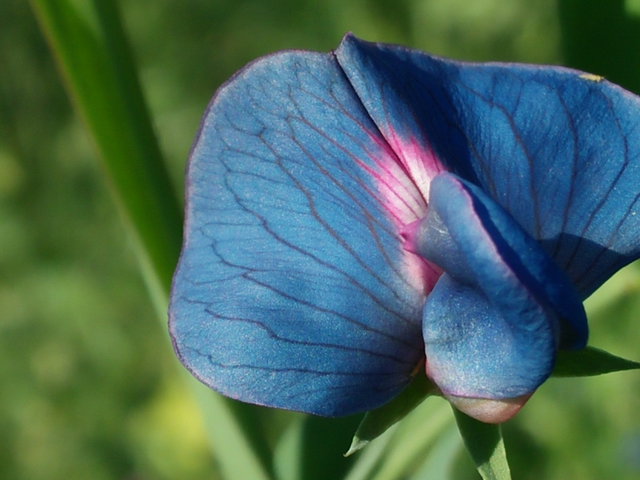 OPPO A37fw-International sample photo. Flower photography