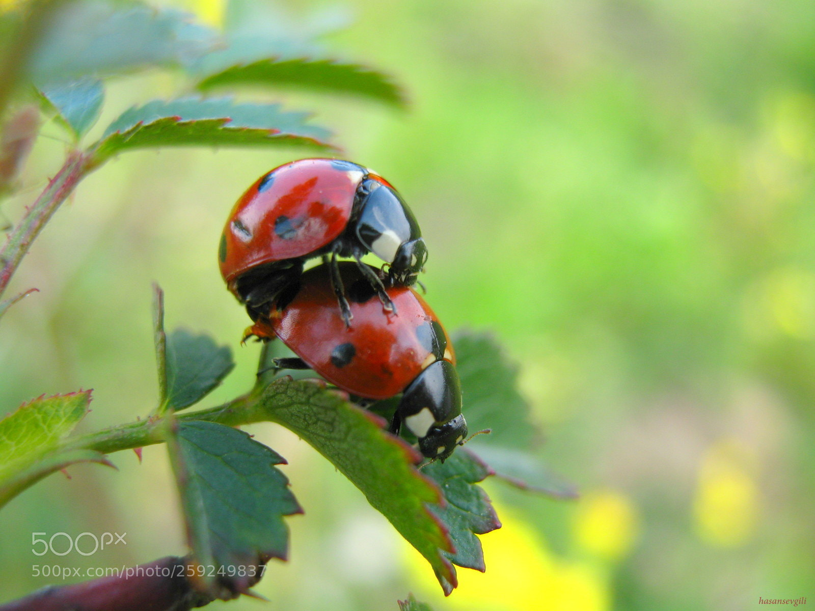 Canon PowerShot A470 sample photo. Mating photography