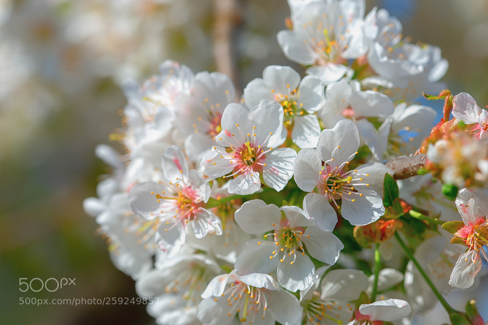 Canon EOS 6D sample photo. White blossom photography