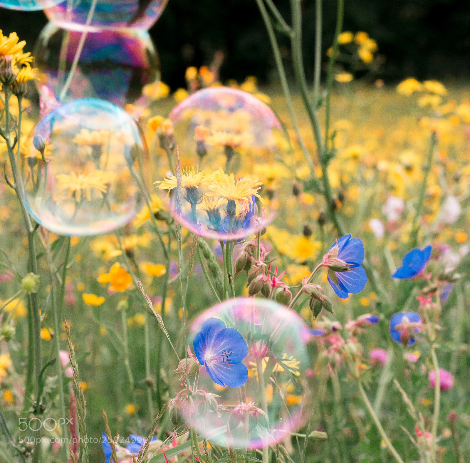 Canon EOS 70D sample photo. Soapbubbles photography