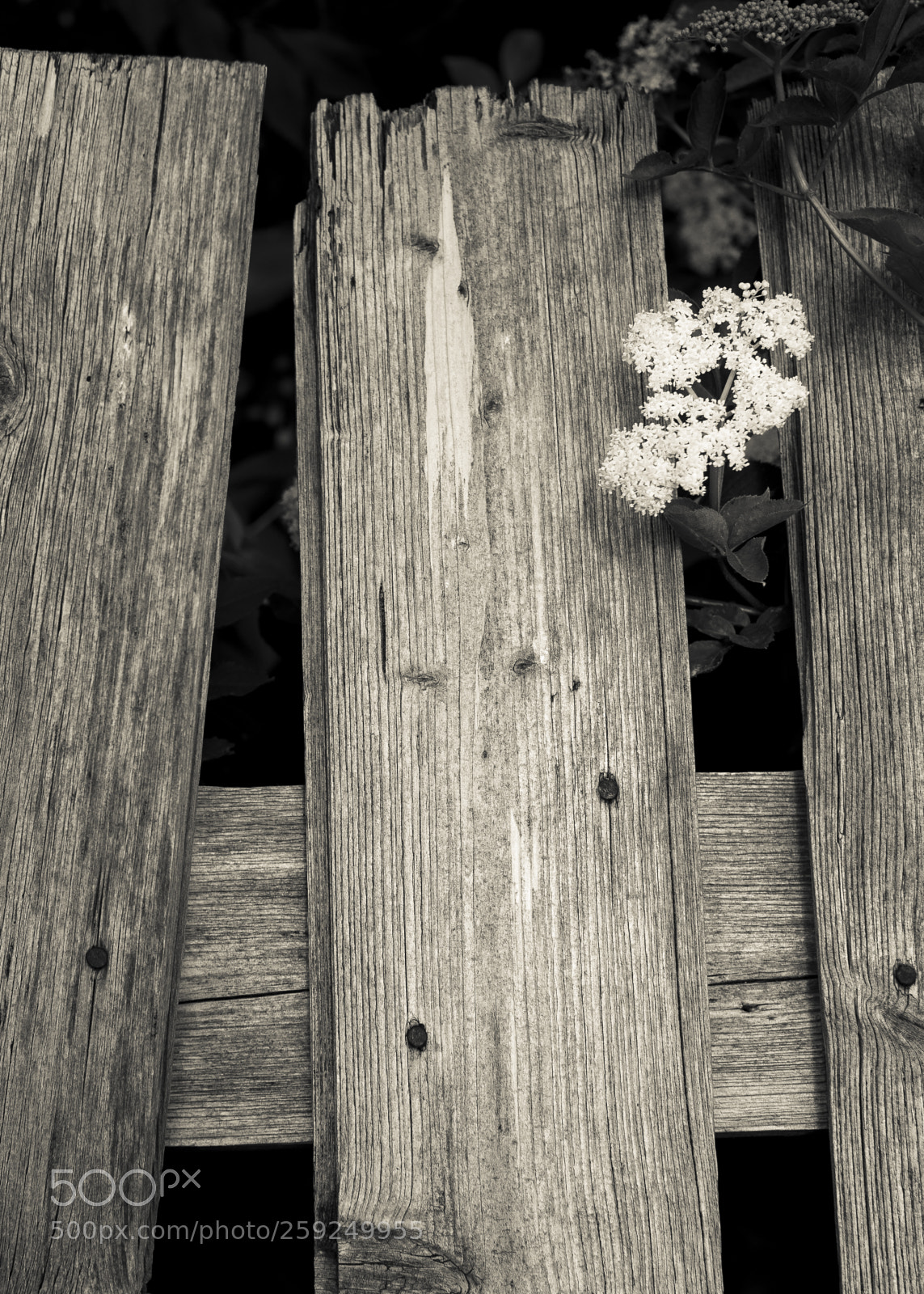 Canon EOS 5D Mark IV sample photo. Still life with fence photography