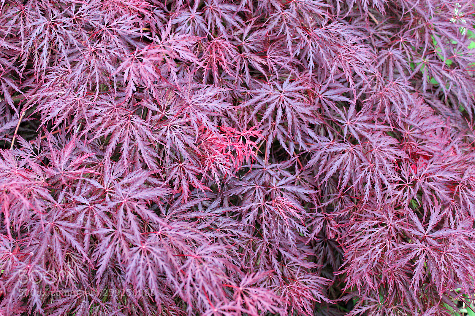 Canon EOS 600D (Rebel EOS T3i / EOS Kiss X5) sample photo. Irrungen und wirrungen photography