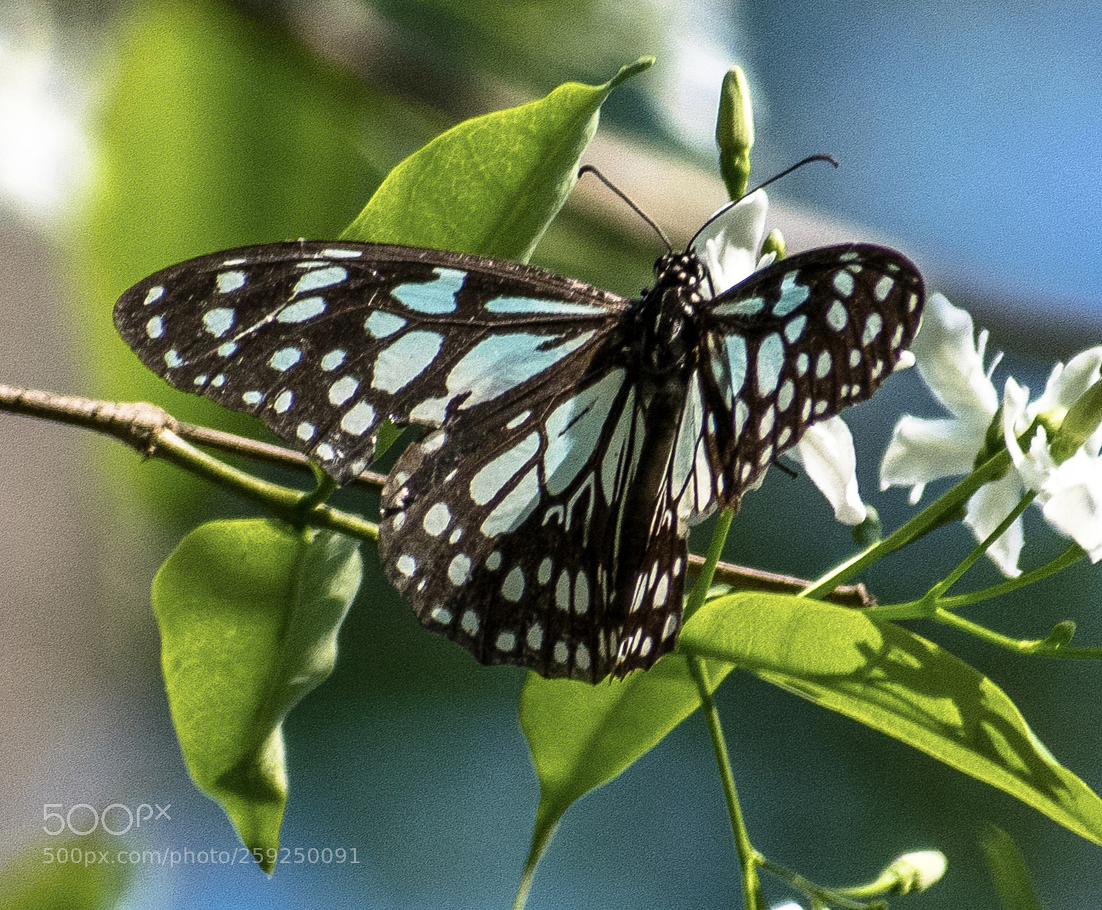 Nikon D5300 sample photo. The blue tiger !!! photography