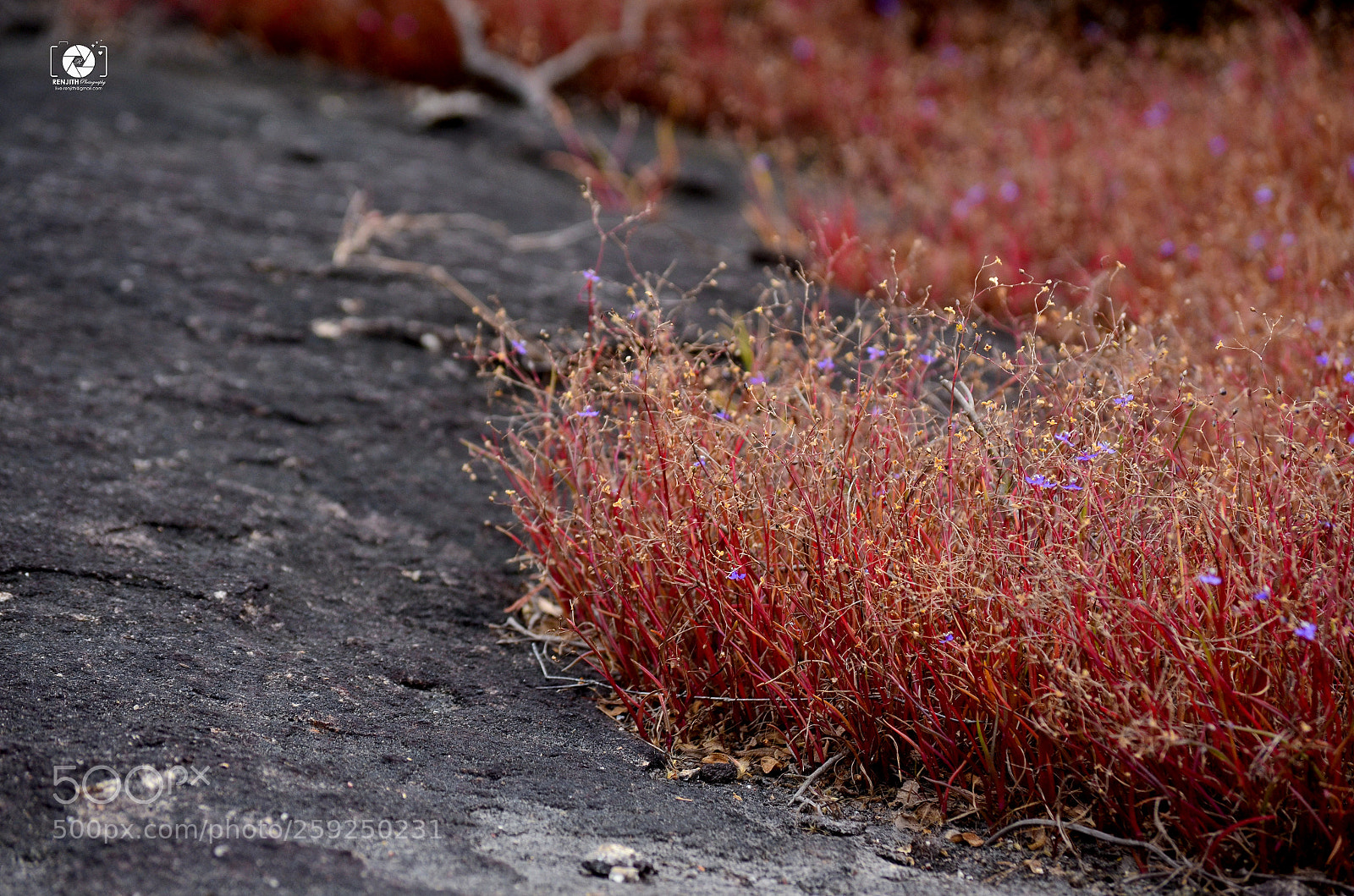Nikon D5100 sample photo. Flowery rock photography