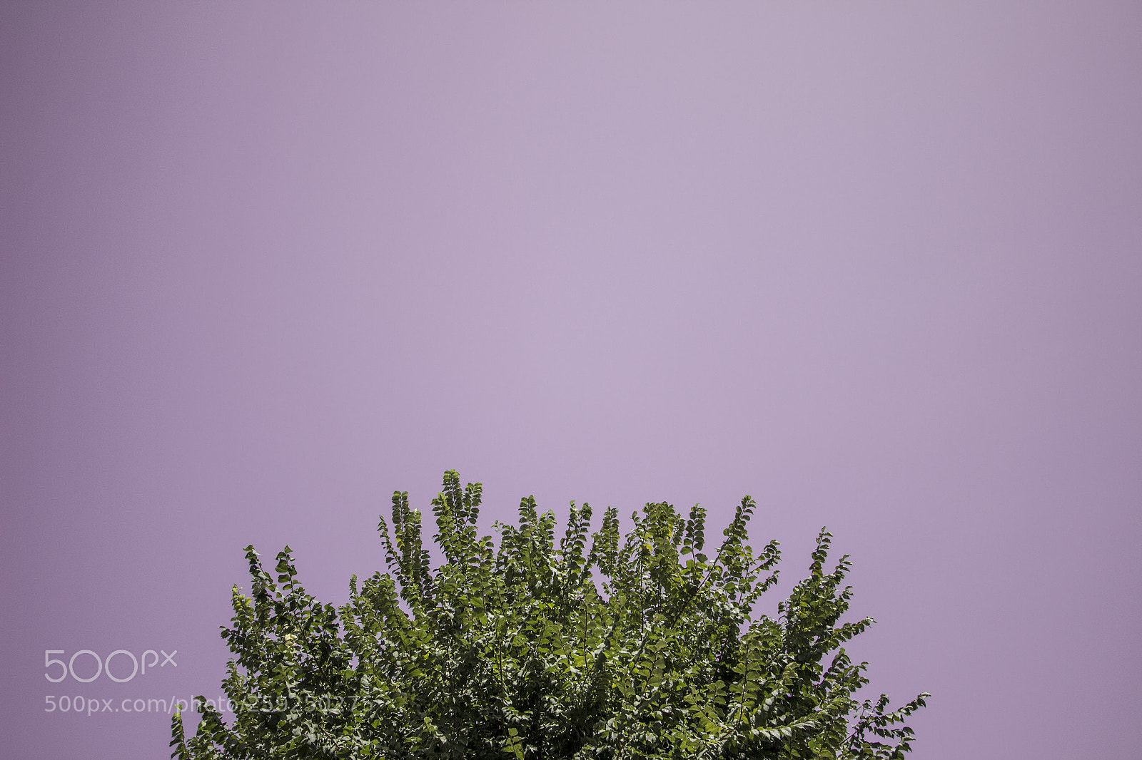 Canon EOS 600D (Rebel EOS T3i / EOS Kiss X5) sample photo. Green & lilac photography