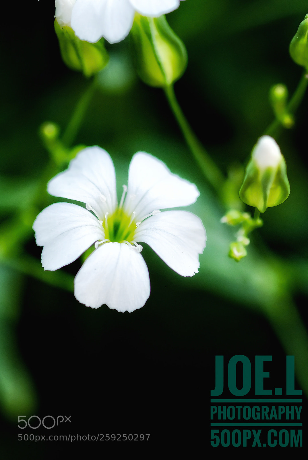 Fujifilm X-T20 sample photo. The art of nature photography