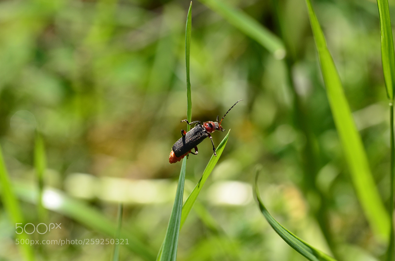 Nikon D5100 sample photo. Little bug photography