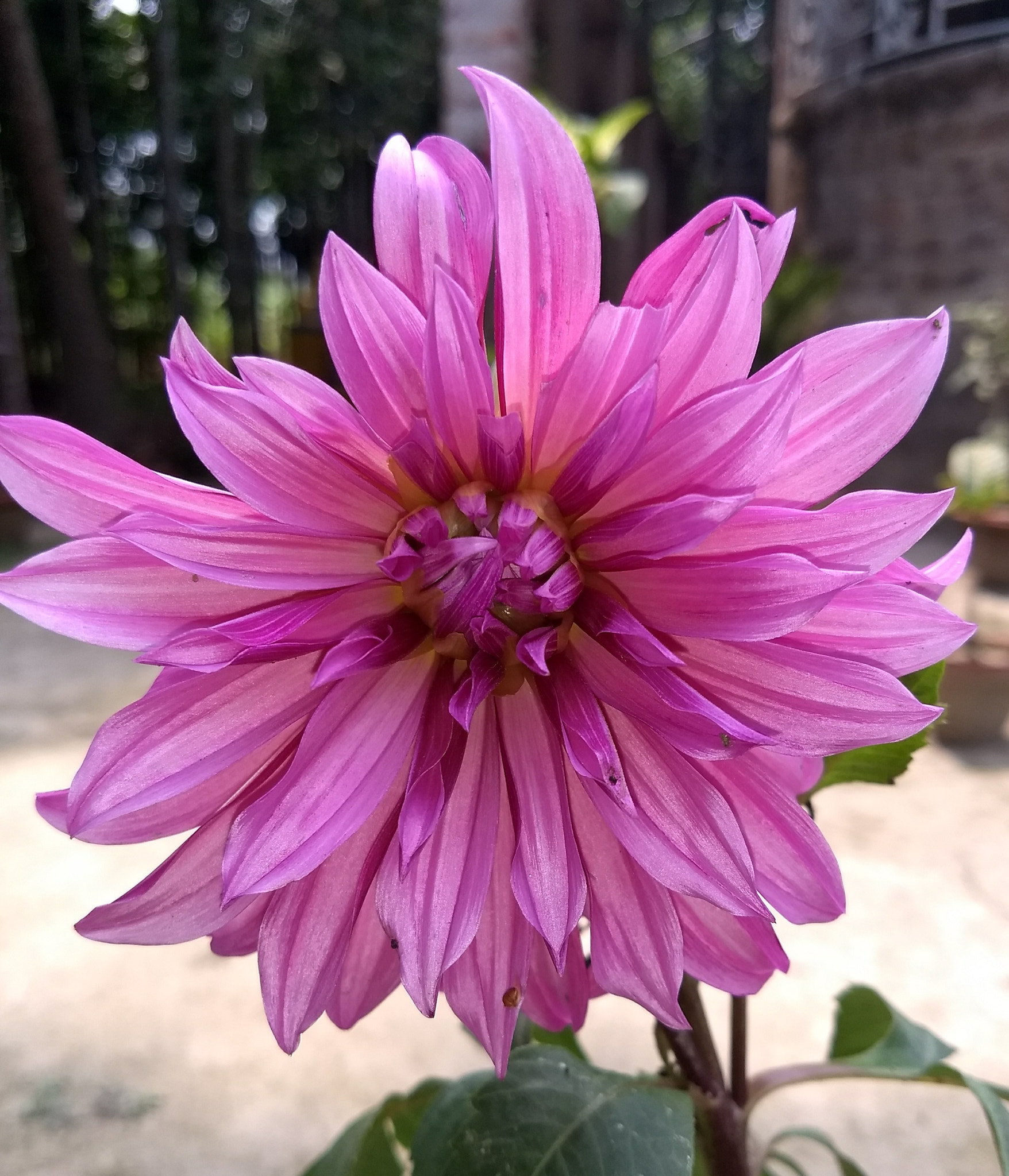 Motorola Moto G (5) Plus sample photo