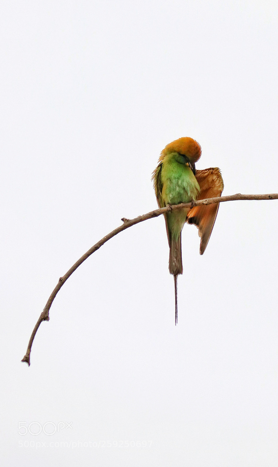 Canon EOS 80D sample photo. The bird on the photography