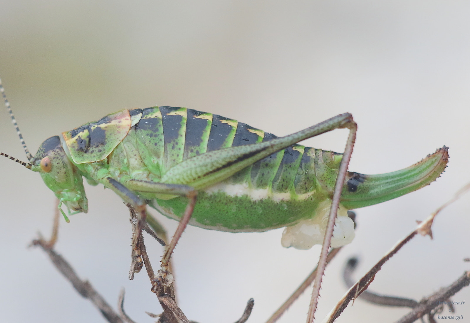 Sigma APO Macro 150mm f/2.8 EX DG HSM sample photo. Poecilimon zonatus datca sevgili et al. 2018 photography