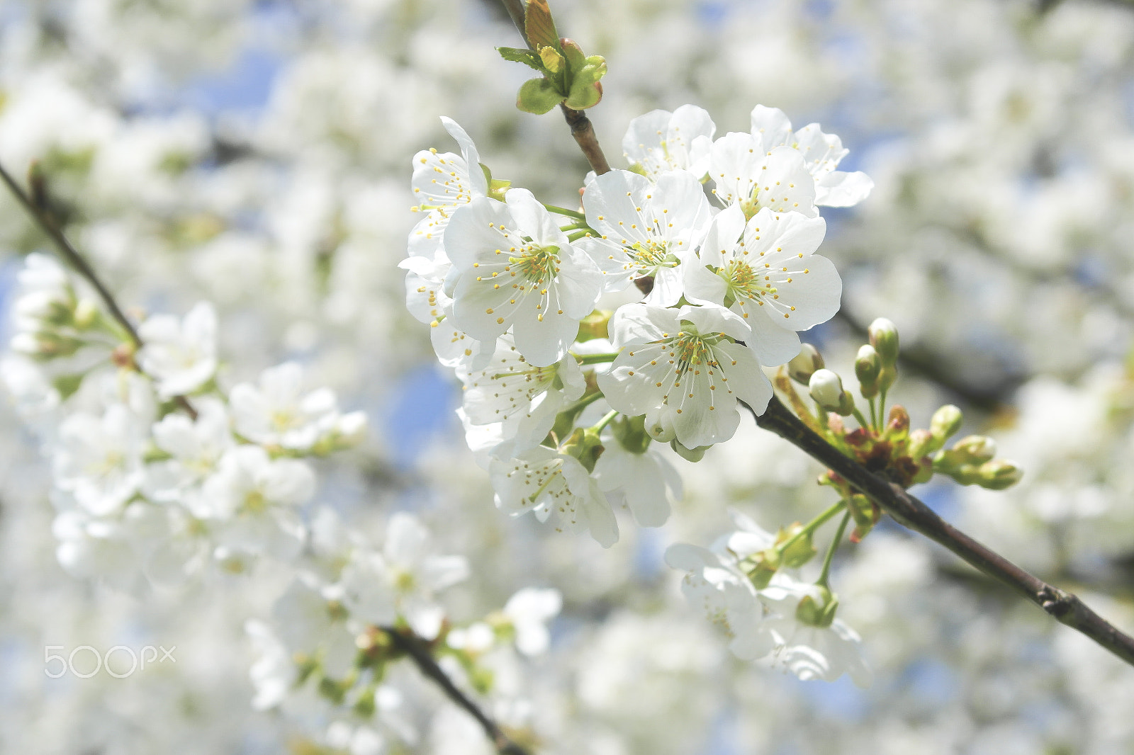 Samsung NX1000 sample photo. Fruit blossom 2.0 photography