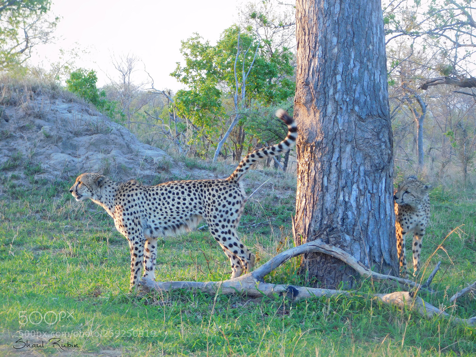 Nikon Coolpix L840 sample photo. Beautiful south africa photography