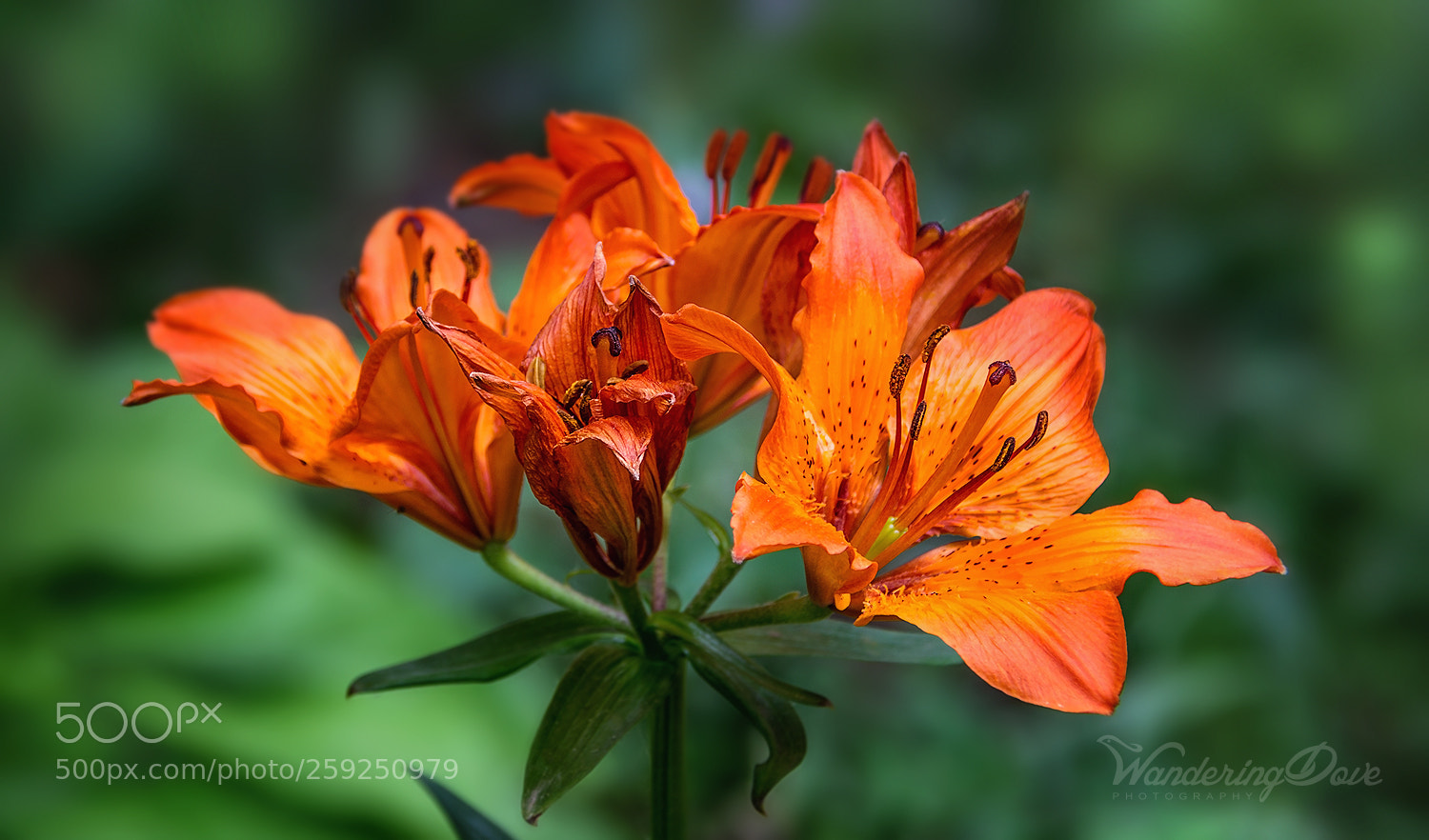 Nikon D3200 sample photo. Floral flame photography