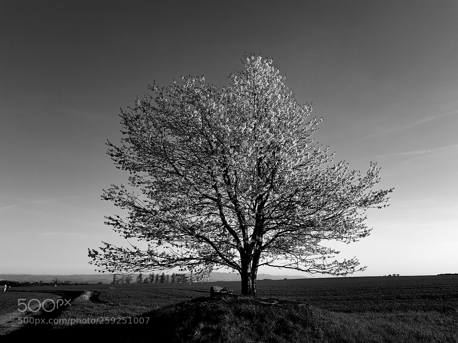 Samsung Galaxy S8 sample photo. Baw tree photography