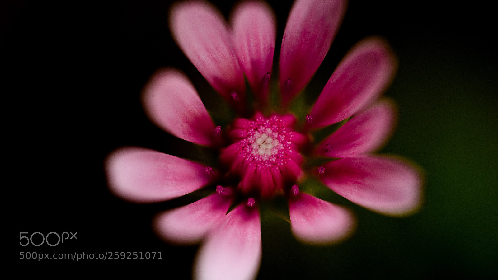 Nikon D5100 sample photo. In rosa photography