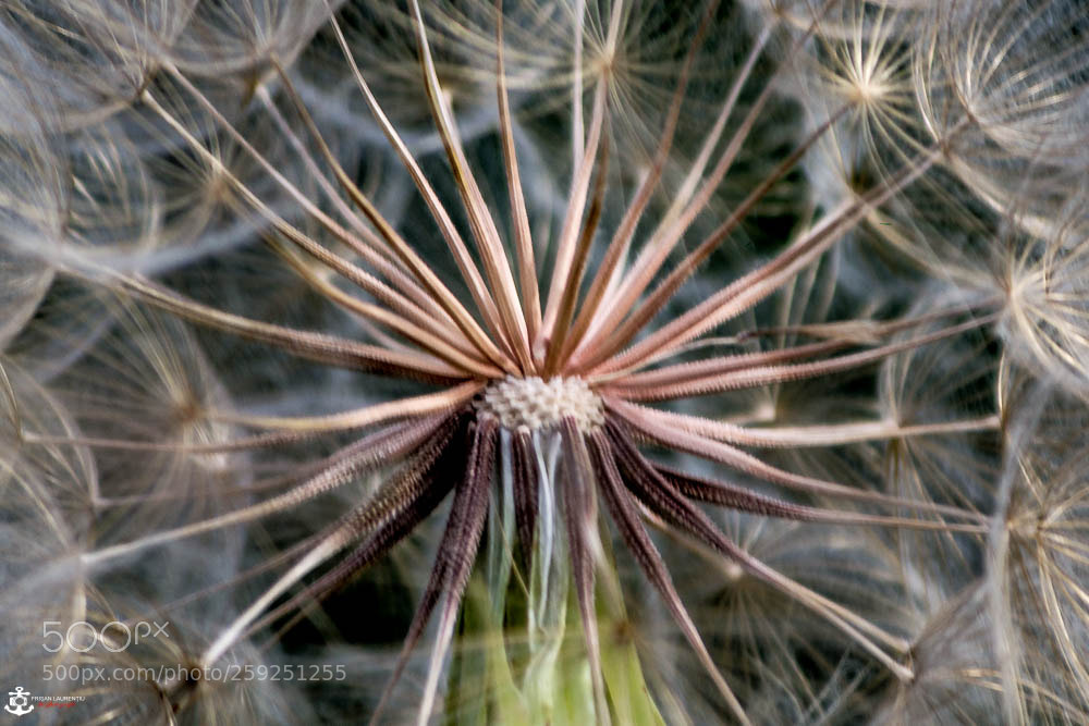 Nikon D3100 sample photo. A little macro photography