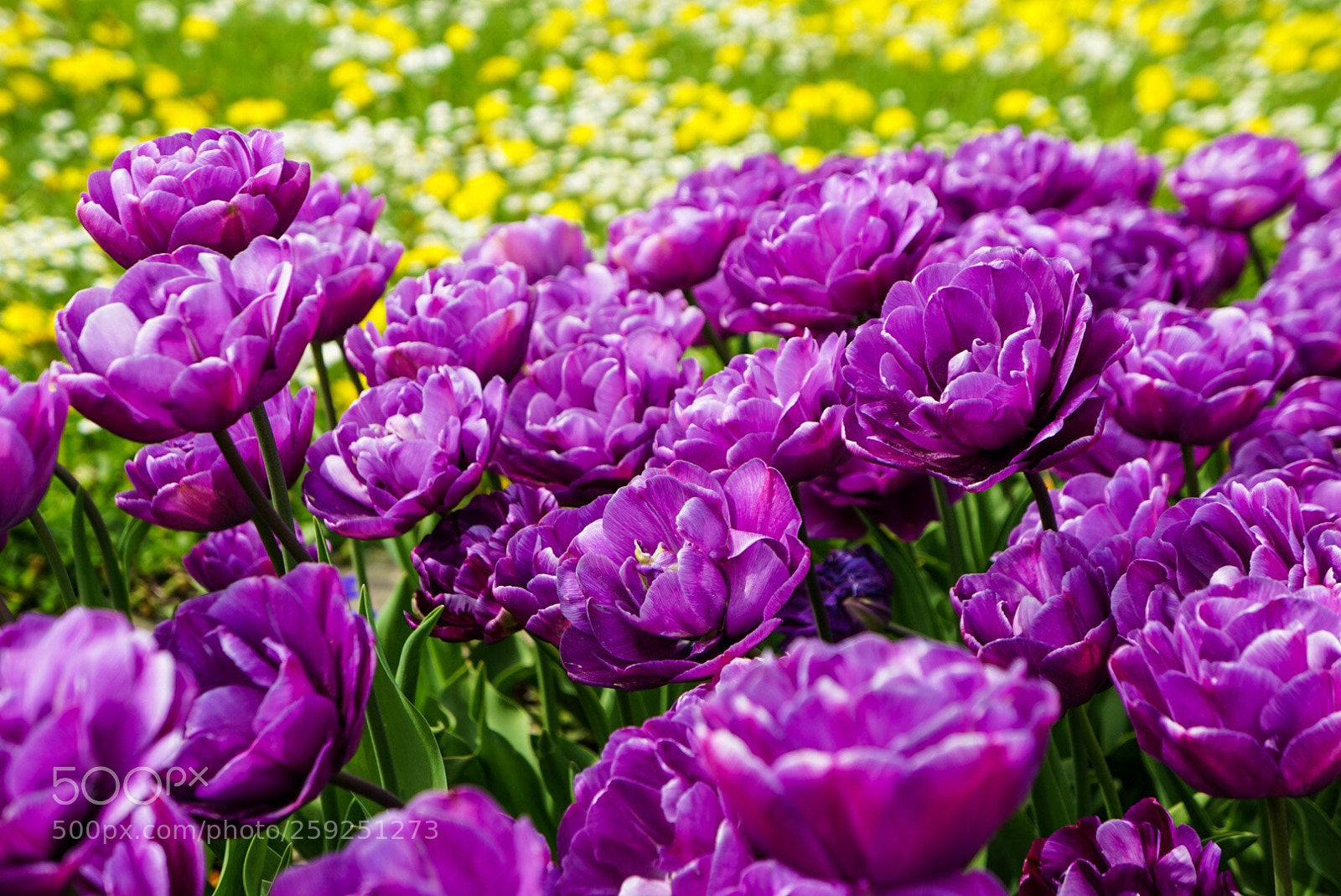 Sony a6000 sample photo. Flower power #1 photography