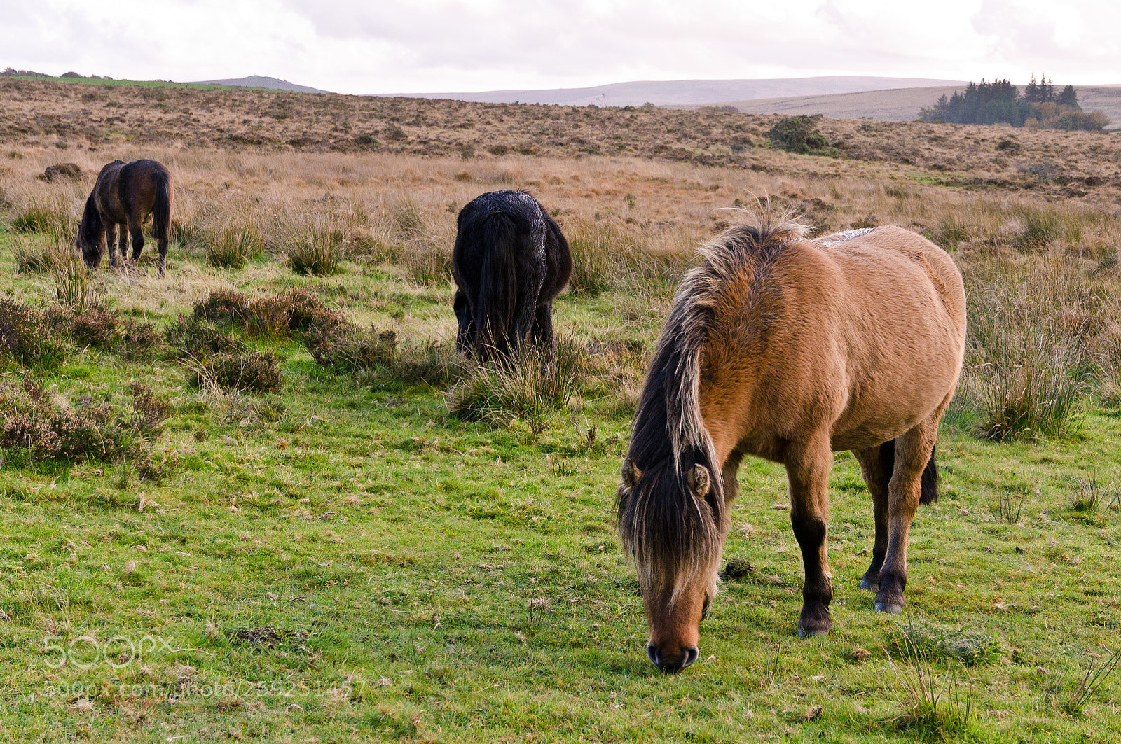 Nikon D7000 sample photo. Ponies grazing on dartmoor photography