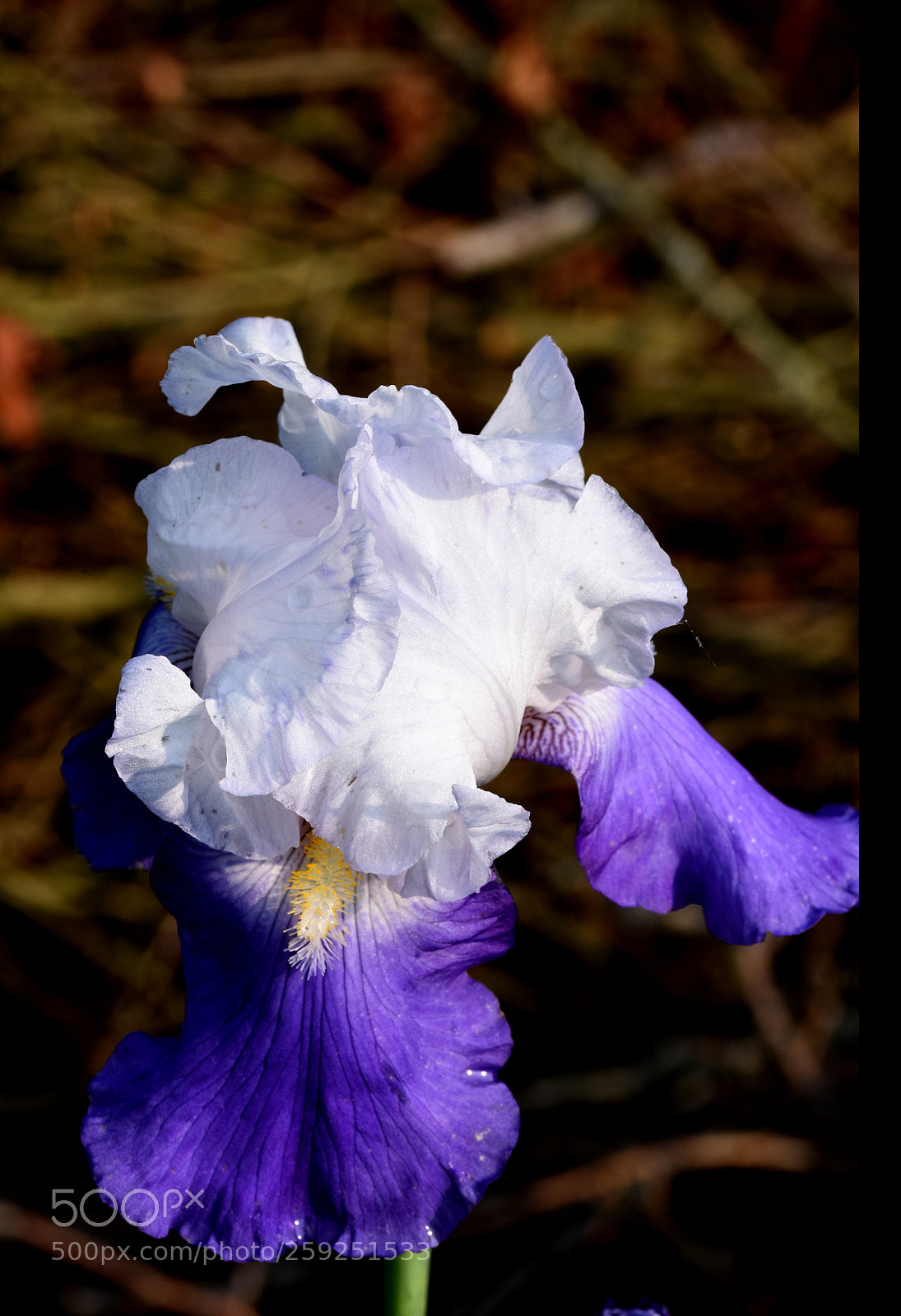 Nikon D7200 sample photo. Chambon flower photography