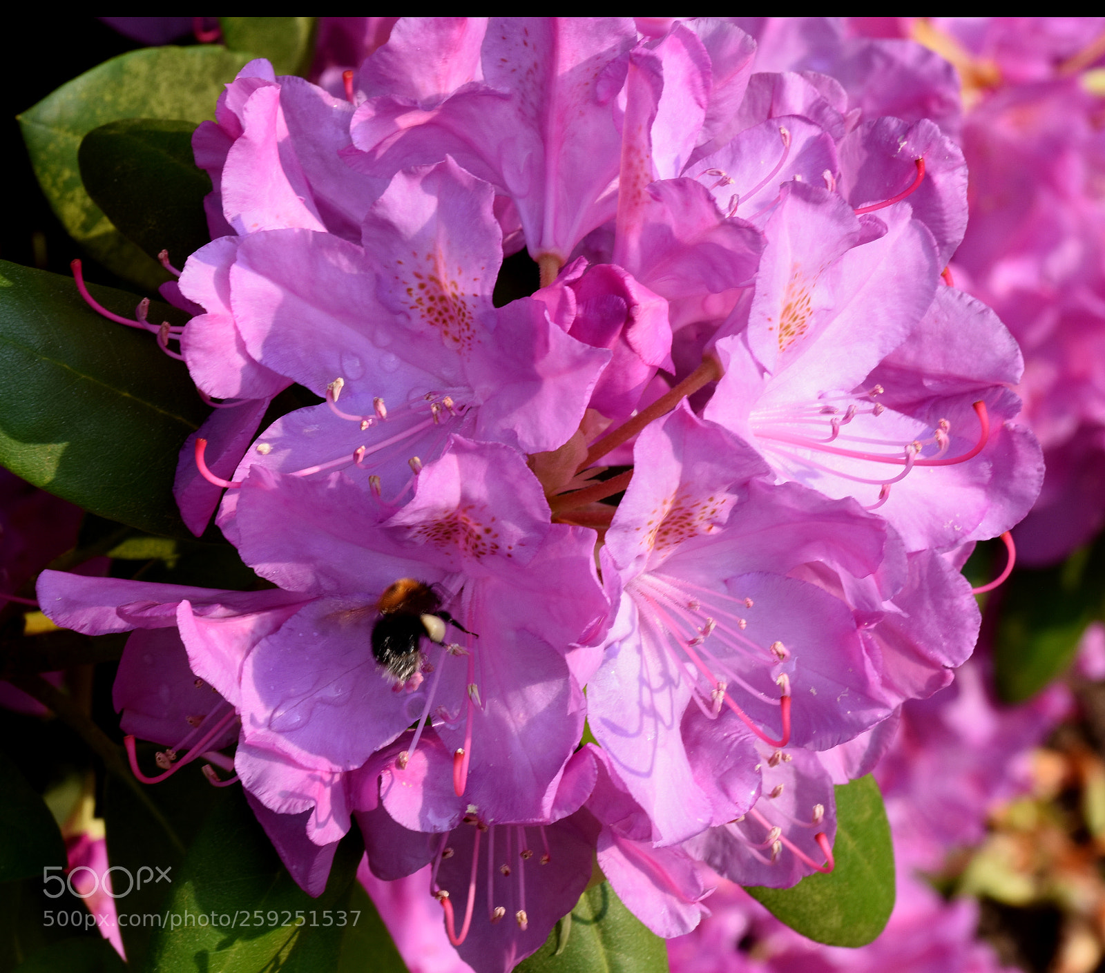 Nikon D7200 sample photo. Chambon flower photography