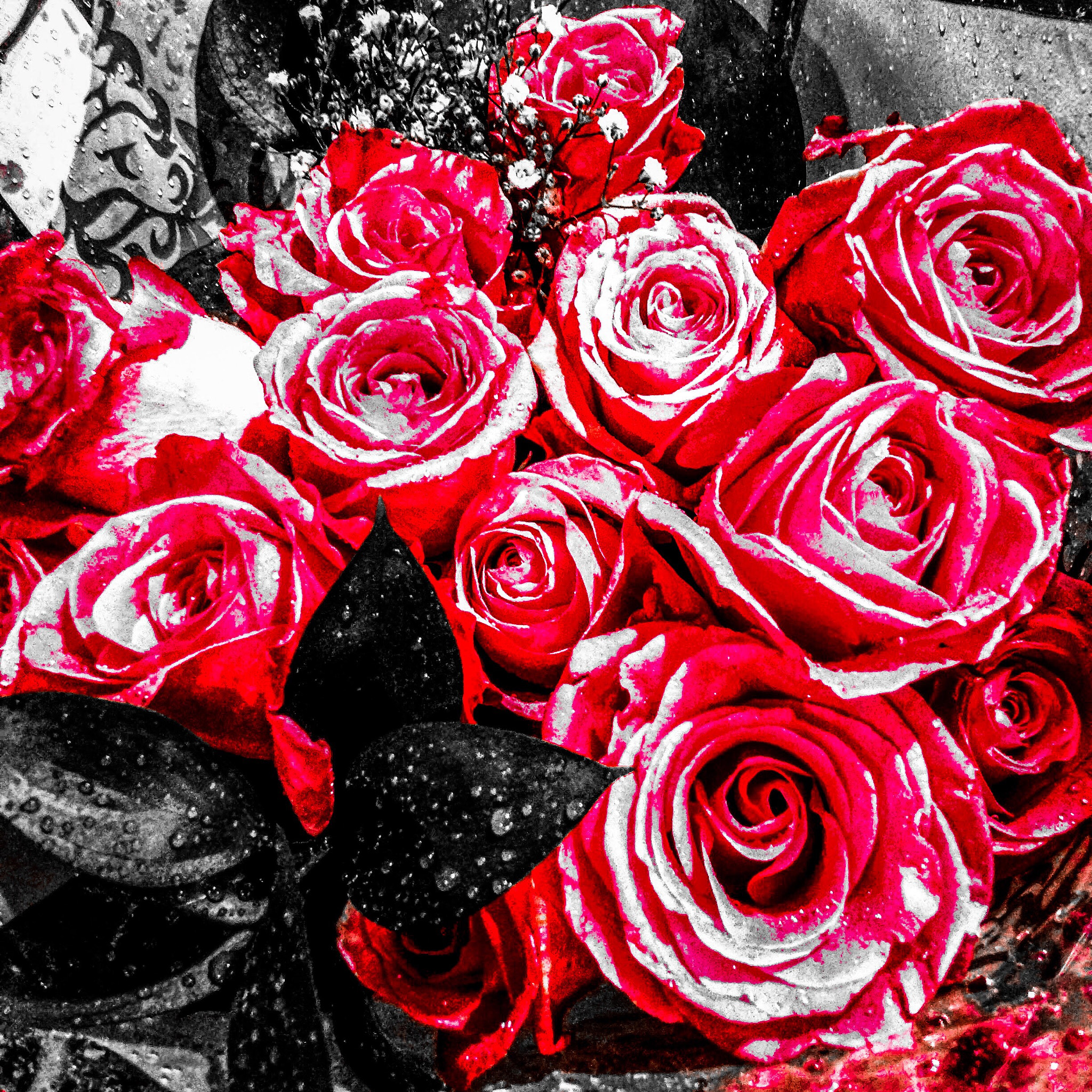 Apple iPhone 5c sample photo. Roses photography