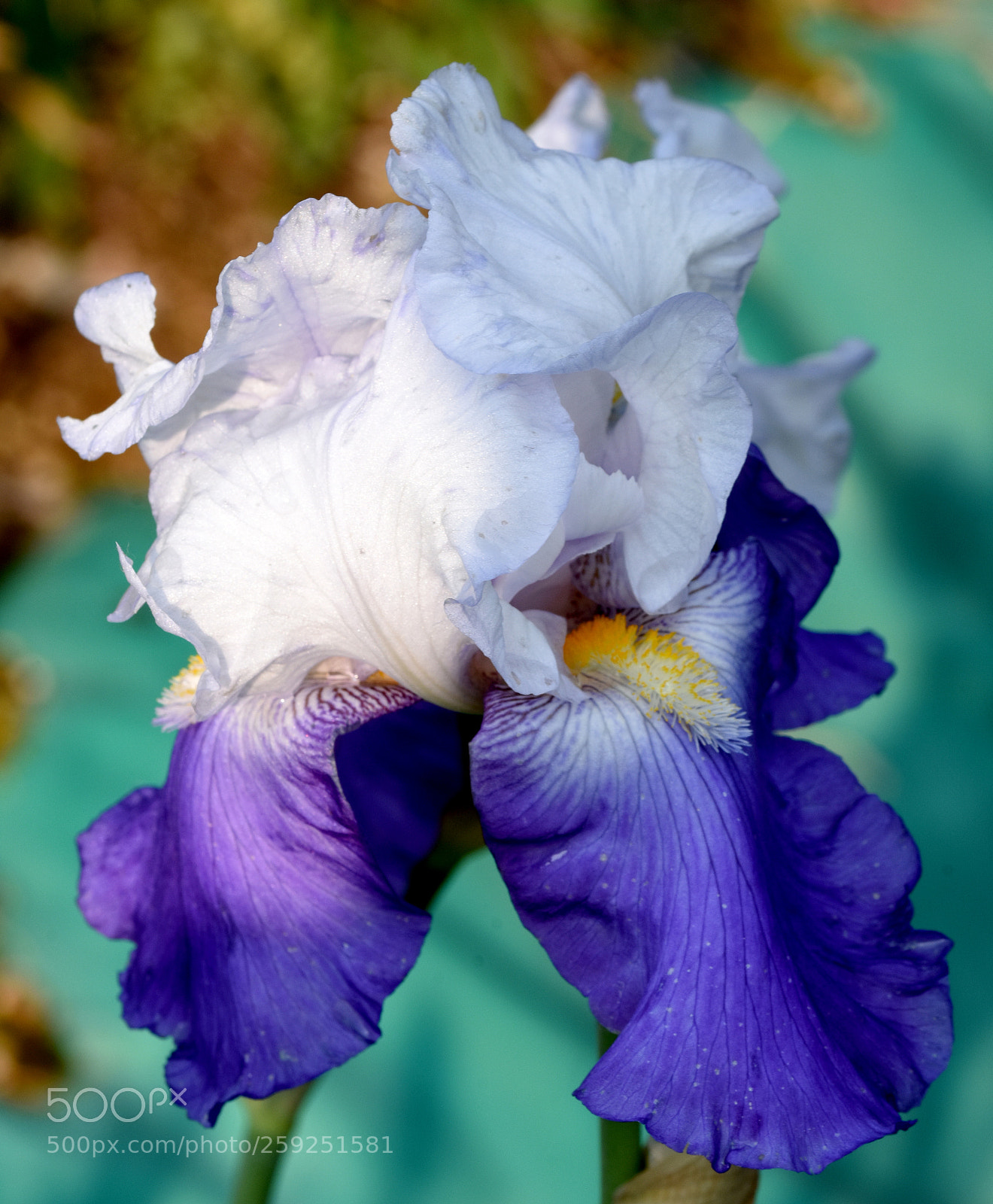 Nikon D7200 sample photo. Chambon flower photography