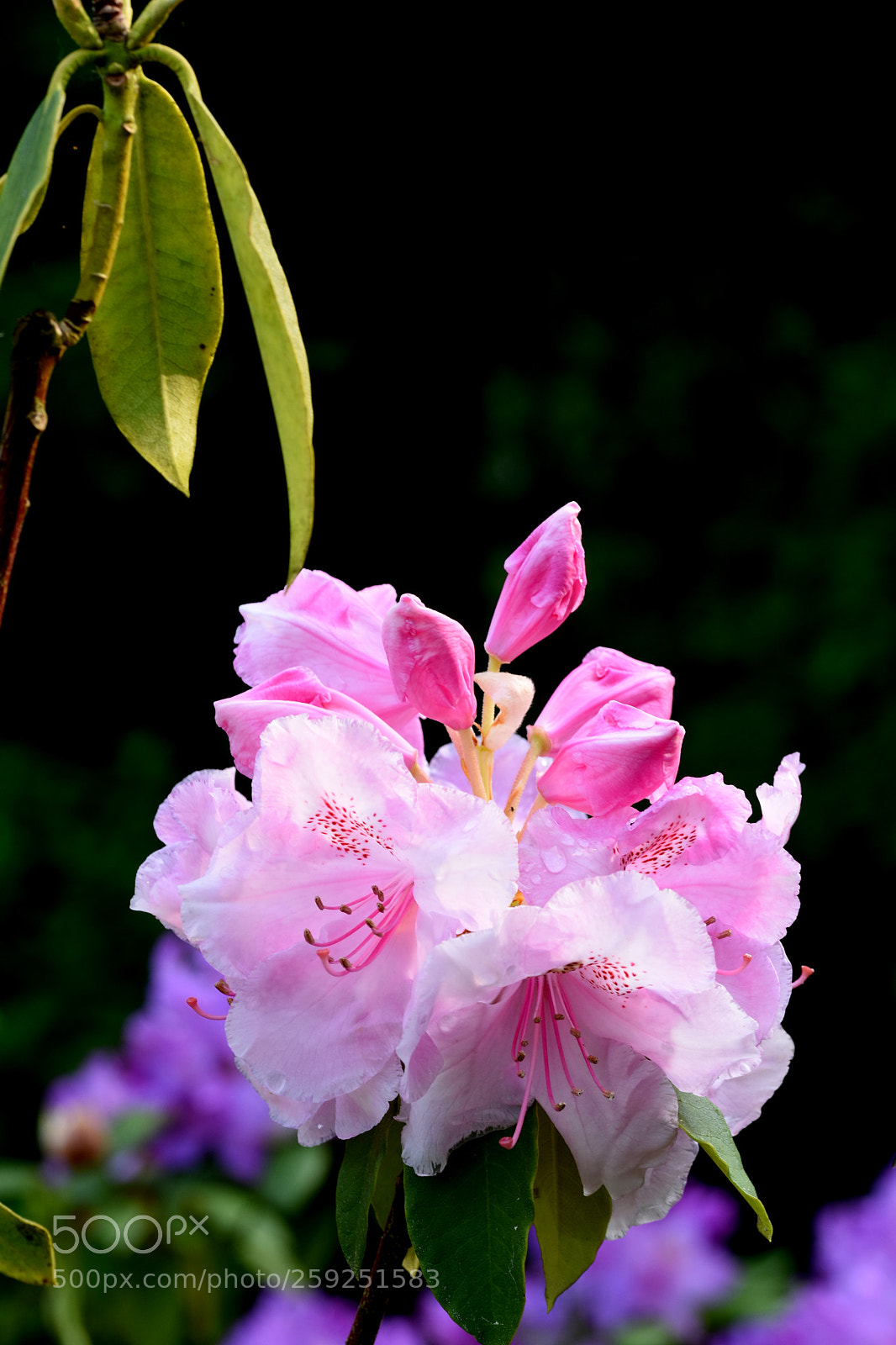 Nikon D7200 sample photo. Chambon flower photography