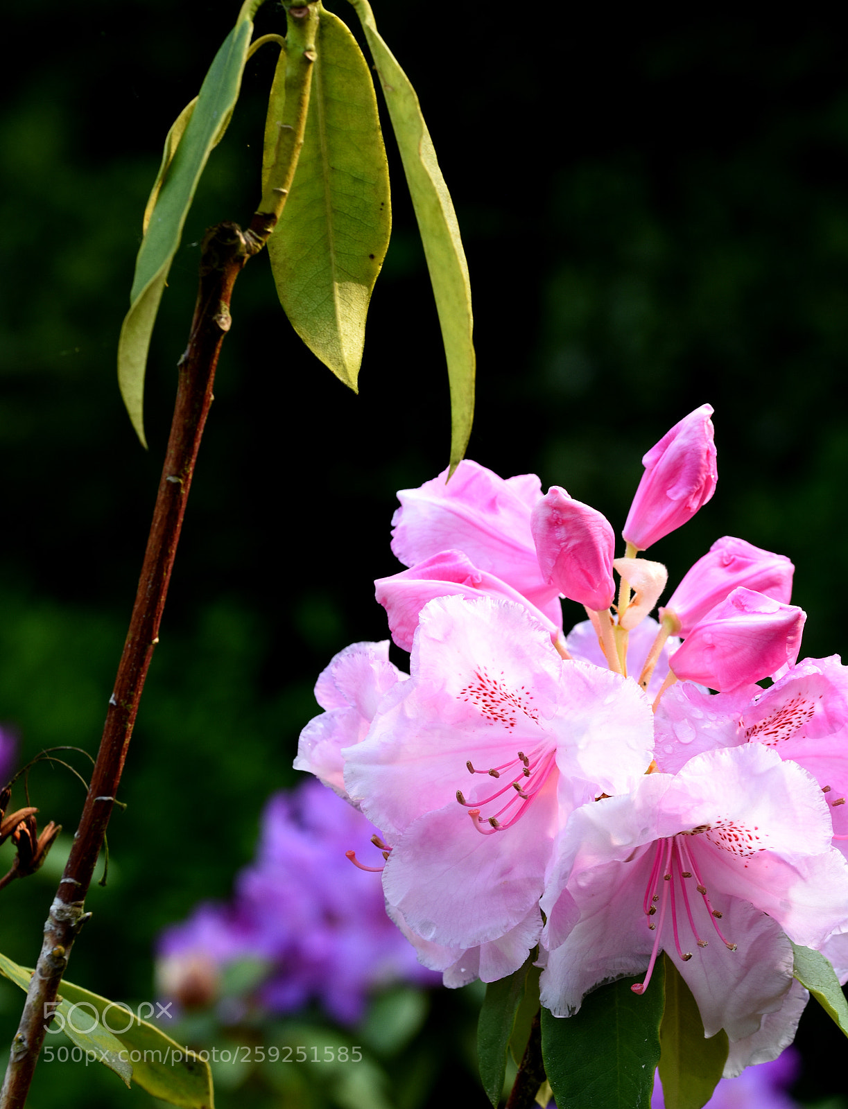 Nikon D7200 sample photo. Chambon flower photography
