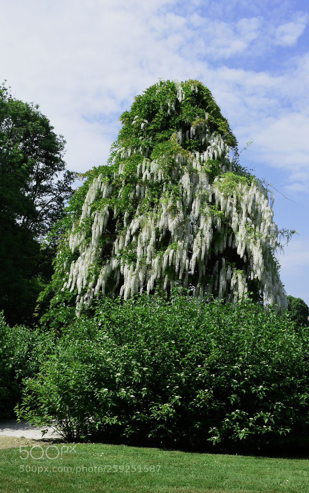 Nikon D7200 sample photo. Charmerolles flower tree photography