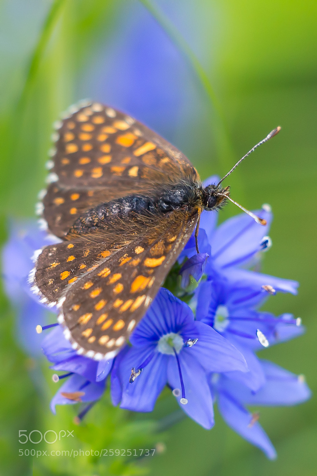 Canon EOS 700D (EOS Rebel T5i / EOS Kiss X7i) sample photo. Butterfly photography