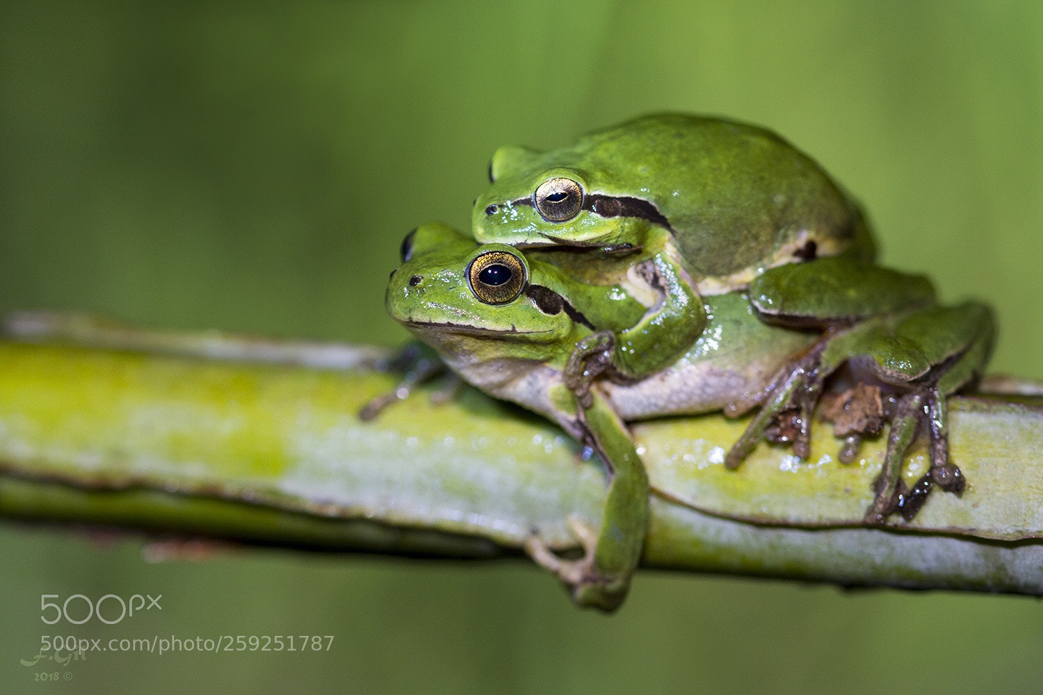 Nikon D7100 sample photo. Rela-meridional (hyla meridionalis) photography