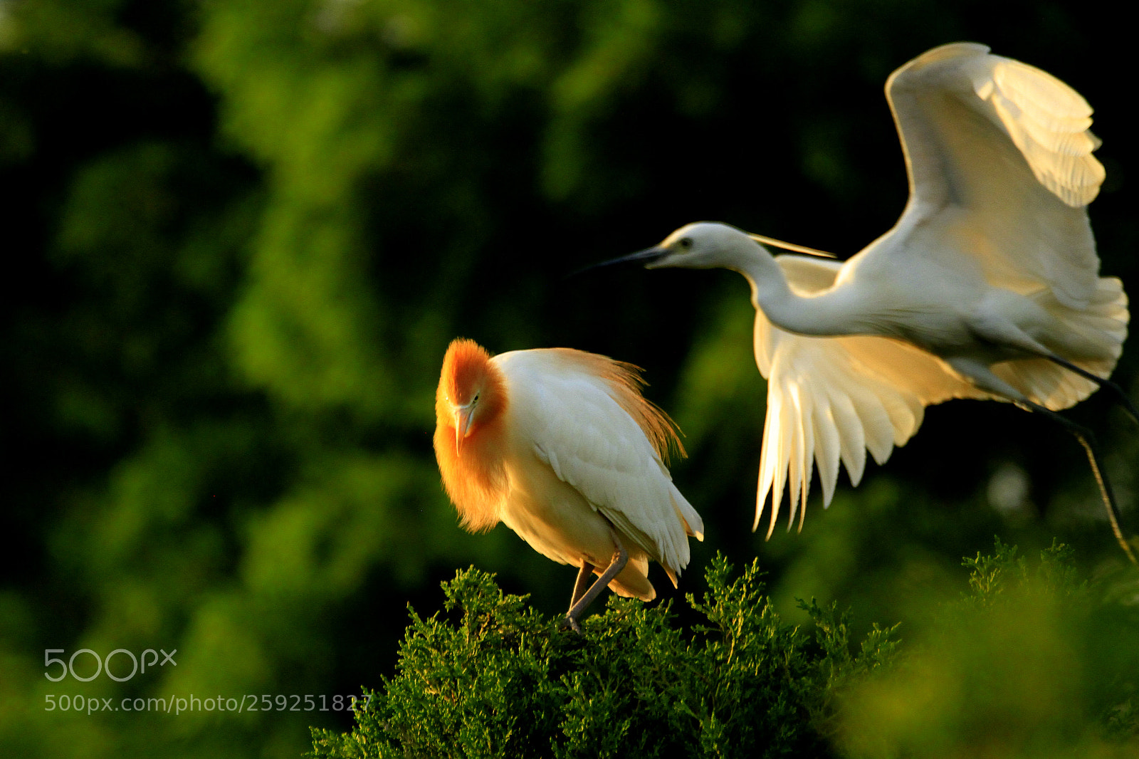 Canon EOS 7D sample photo. Glamour bird photography