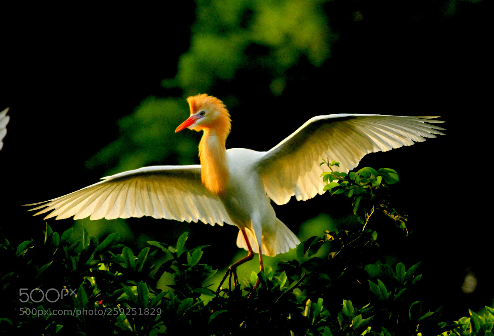 Canon EOS 7D sample photo. Glamour bird photography