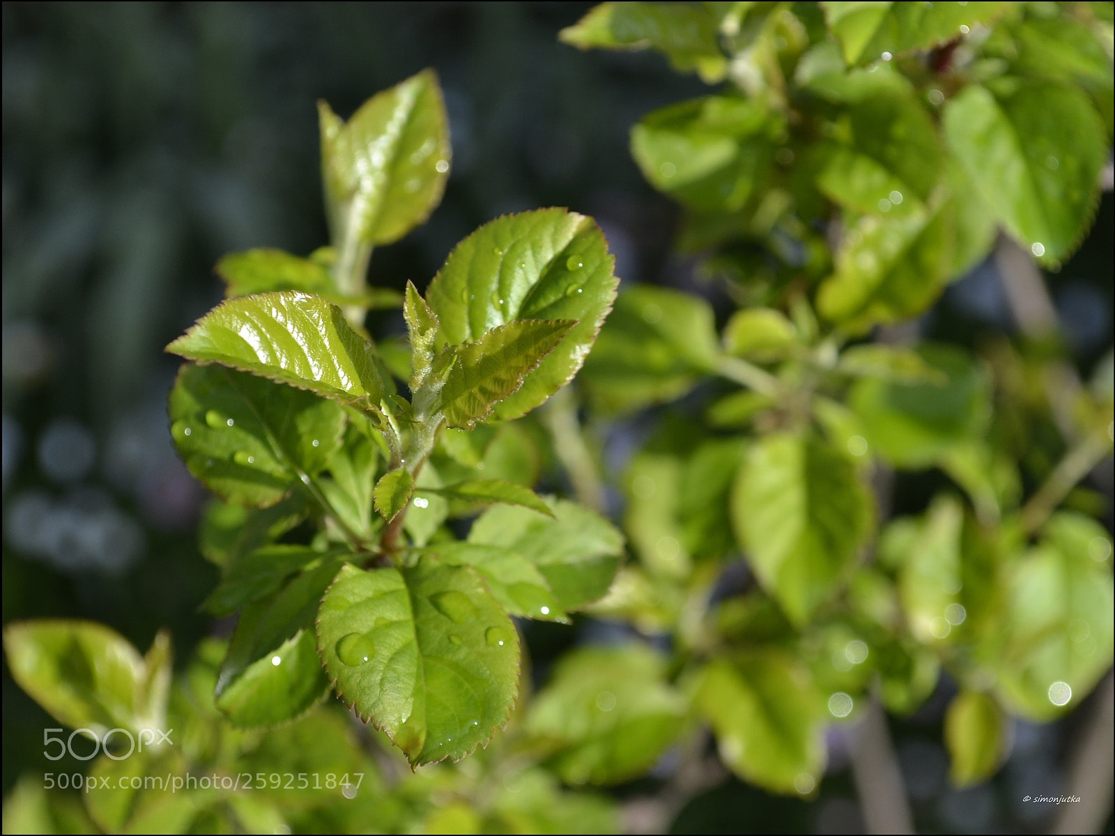 Nikon D3100 sample photo. Foliage photography