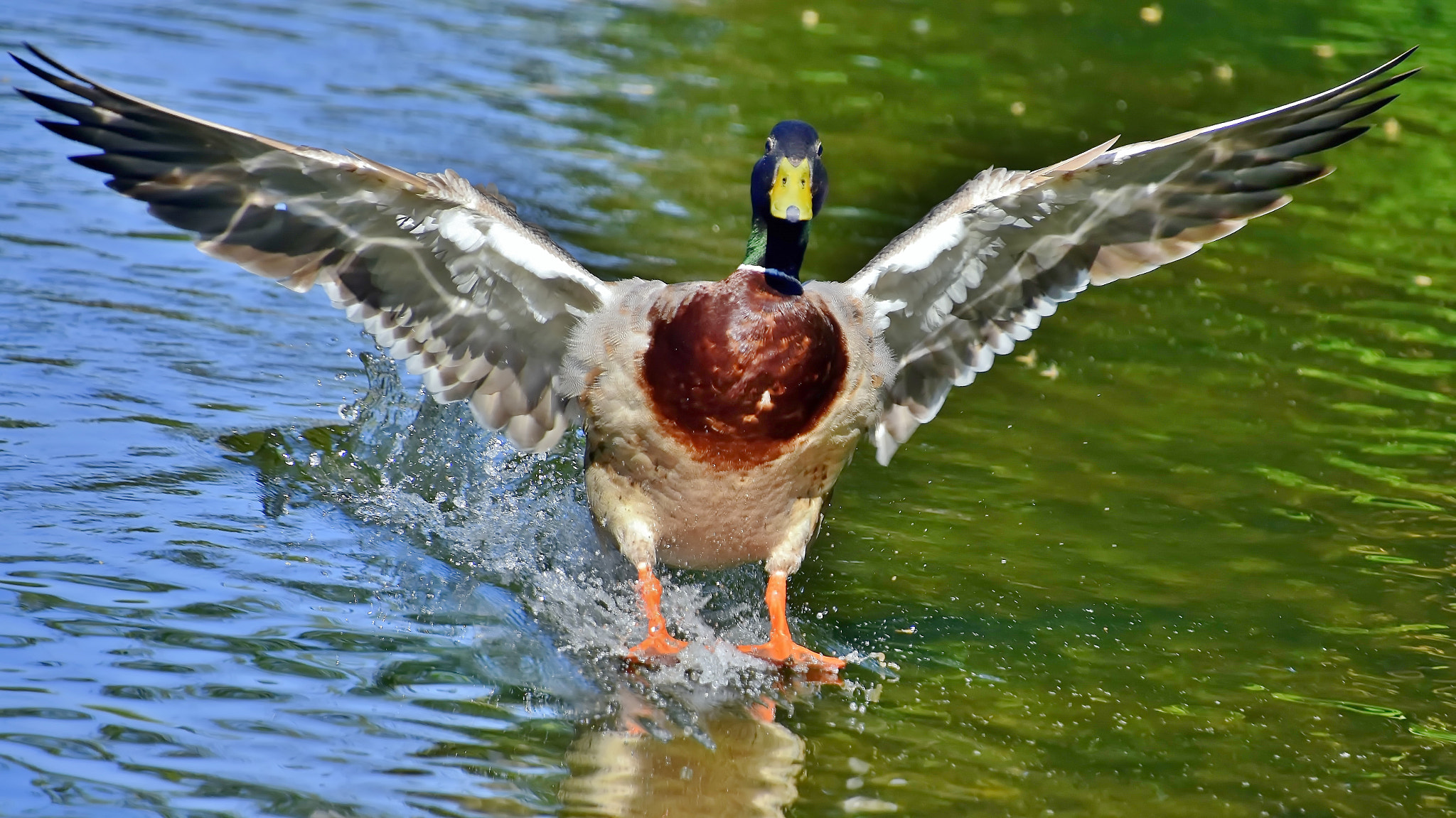 Nikon D7200 sample photo. Perfect touchdown... photography