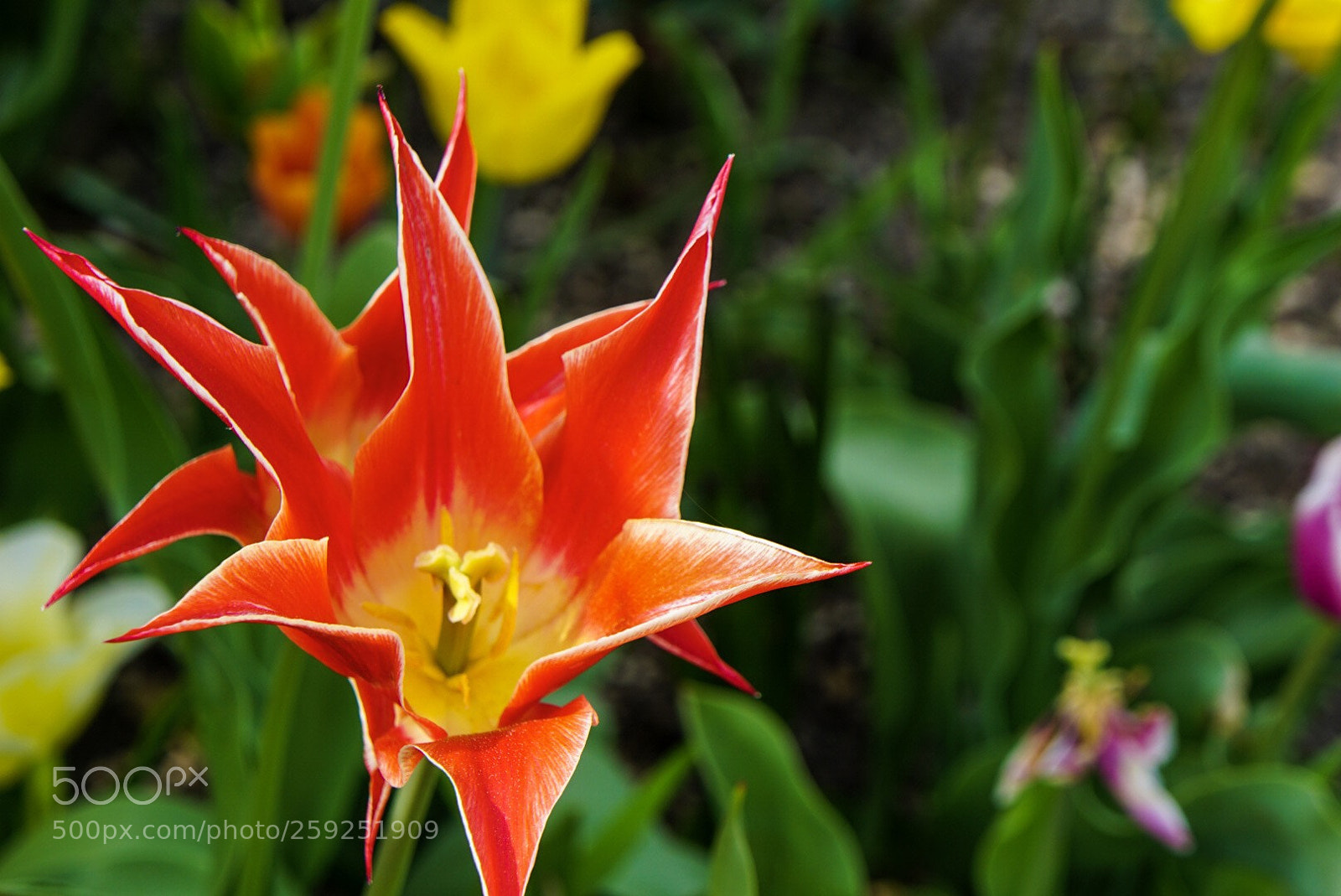 Sony a6000 sample photo. Flower power #2 photography