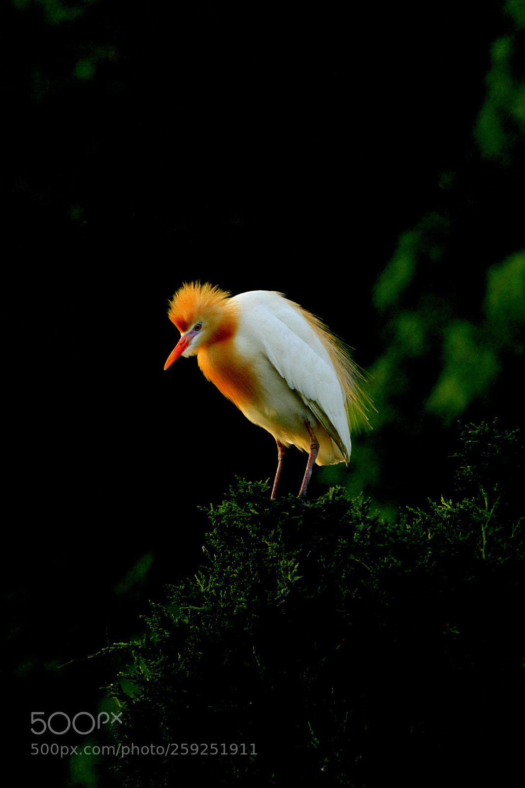 Canon EOS 7D sample photo. Glamour bird photography