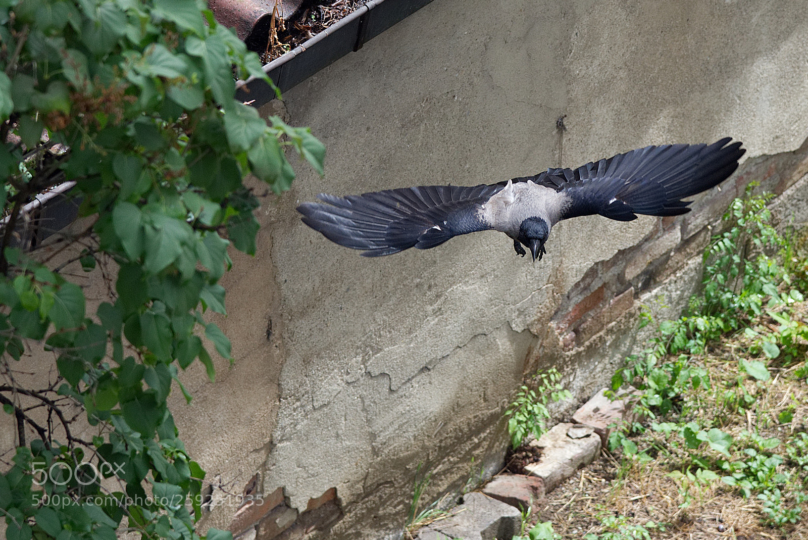 Nikon D750 sample photo. Raven (corvus corax) photography