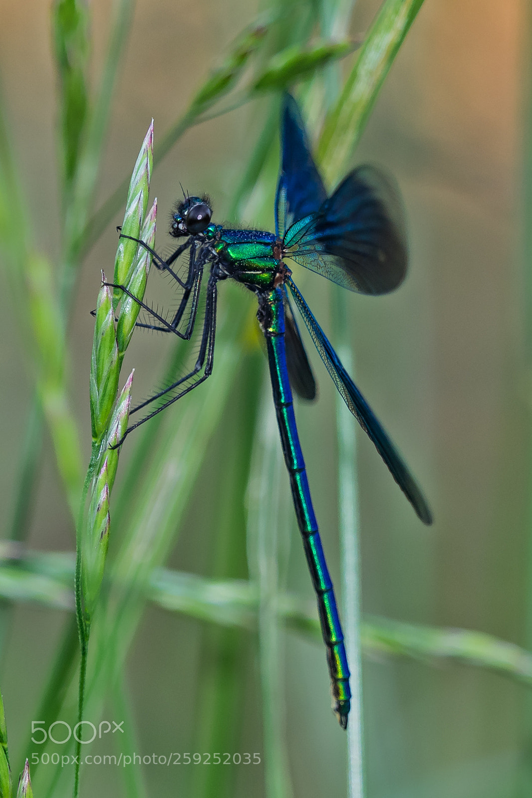 Olympus OM-D E-M1 sample photo. Demoiselle / gebänderte prachtlibelle photography