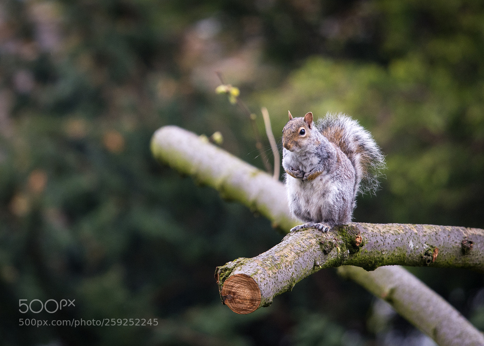 Nikon D7200 sample photo. Grey squirrel takes a photography