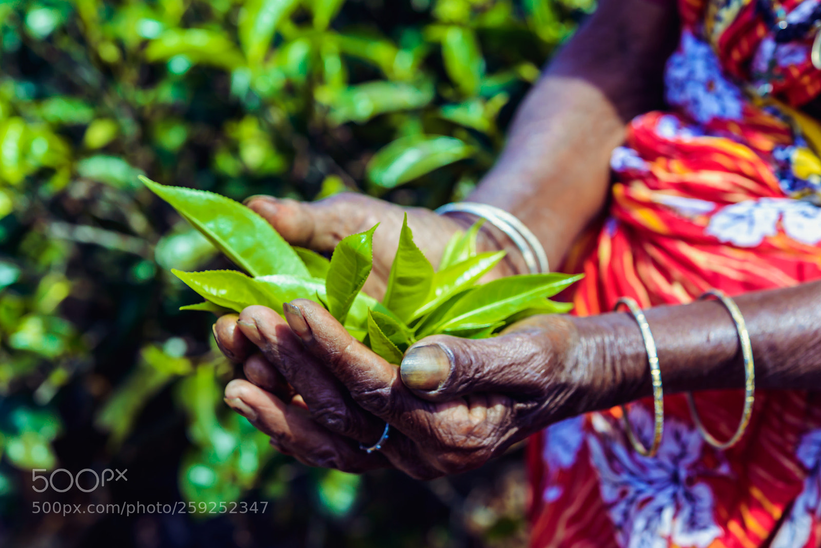 Nikon D800 sample photo. Woman hand holding green photography
