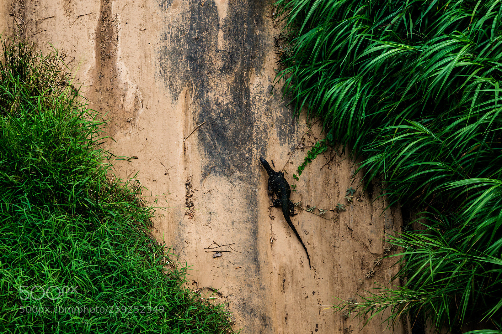 Nikon D800 sample photo. Varan reptile moves along photography