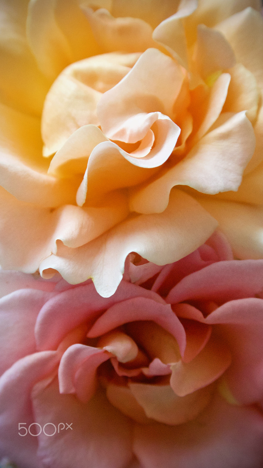 Nikon 1 J2 sample photo. Rose petals photography