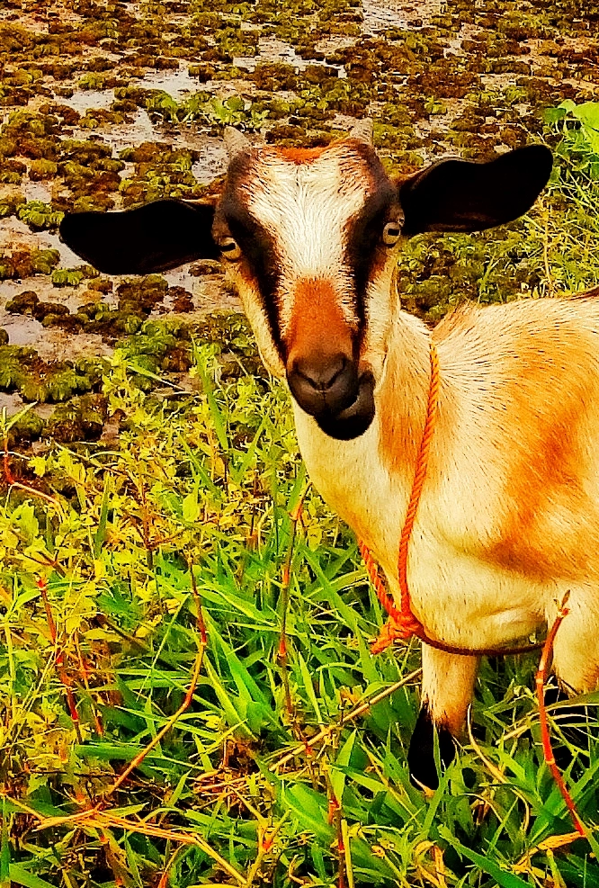 Motorola Moto E3 Power sample photo. Indian goat photography