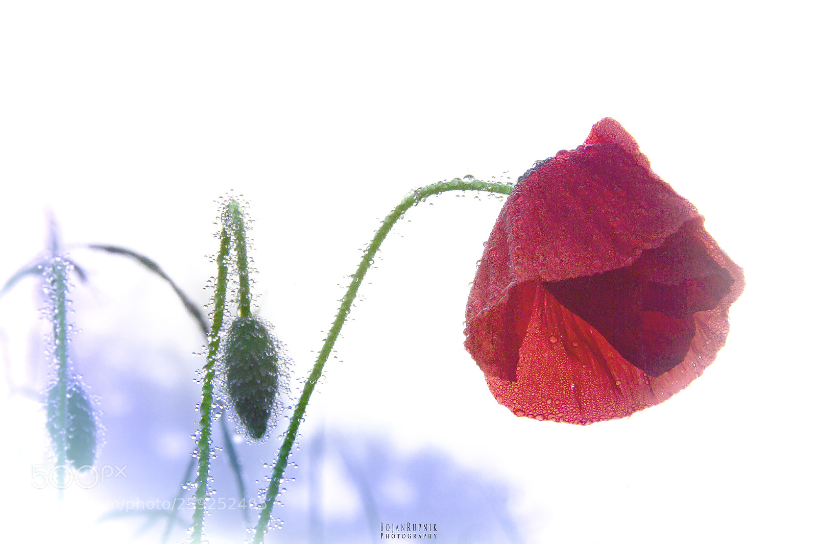 Canon EOS 600D (Rebel EOS T3i / EOS Kiss X5) sample photo. Morning poppy photography
