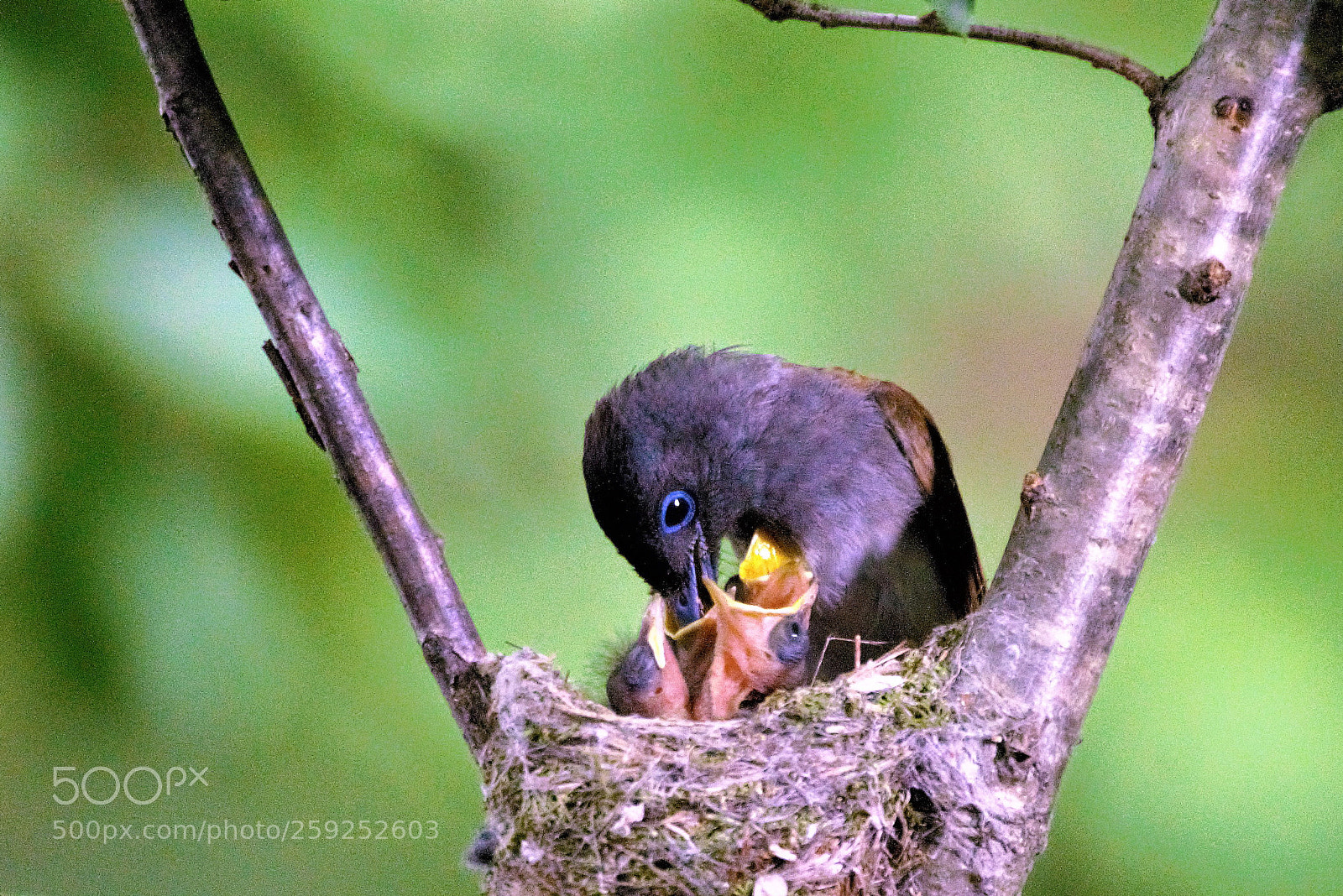 Nikon D800 sample photo. Maternal love photography