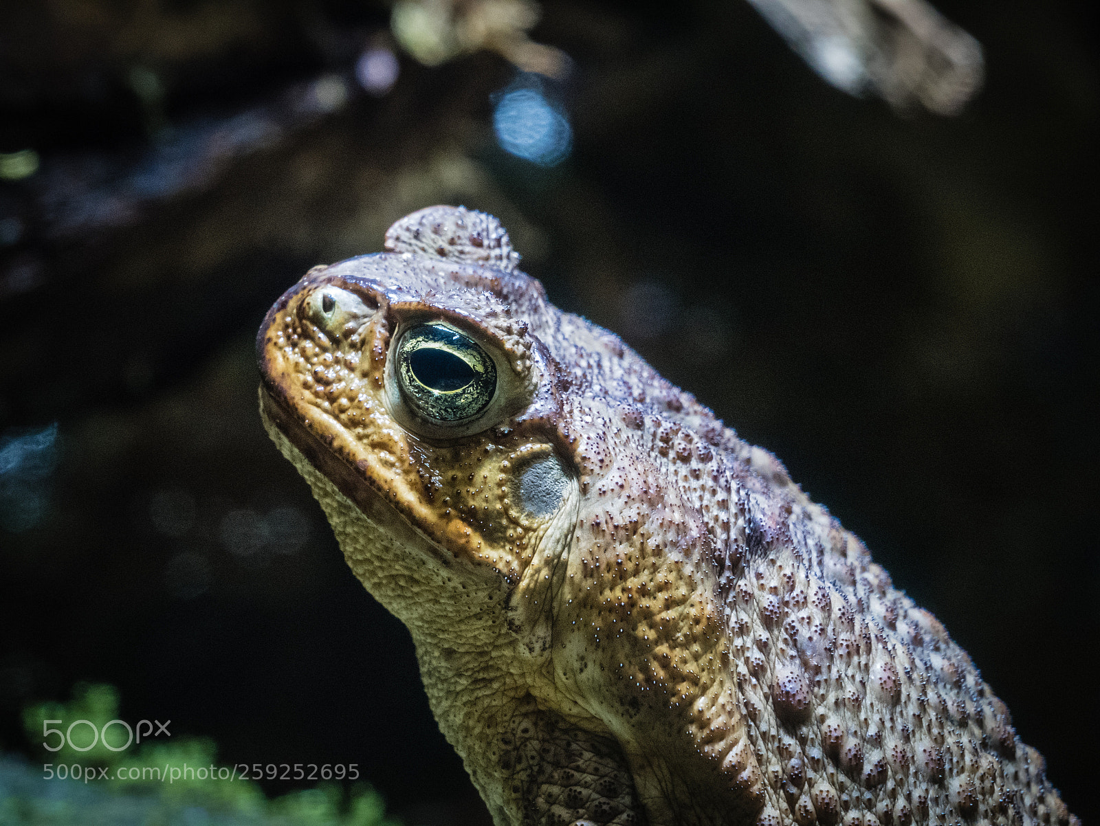 Panasonic Lumix DMC-GX85 (Lumix DMC-GX80 / Lumix DMC-GX7 Mark II) sample photo. I never knew toads photography